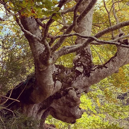 Duplex En Fundanal En * Hoz de Jaca