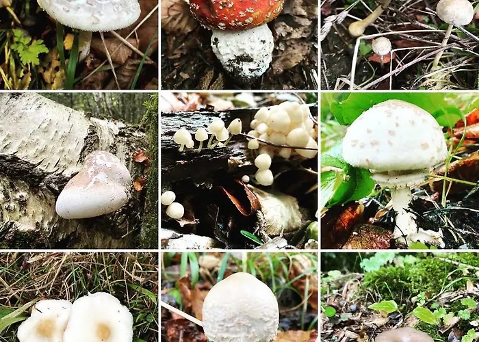 Duplex En Fundanal En *